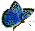 Tiziana Gentili-Nenning - Schmetterling