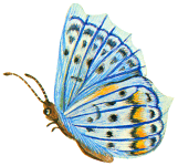 Tiziana Gentili-Nenning - Schmetterling